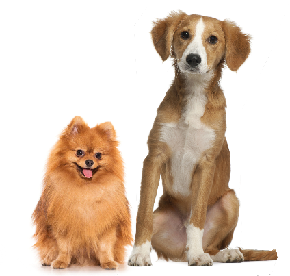 Potiki Dog Insurance Image