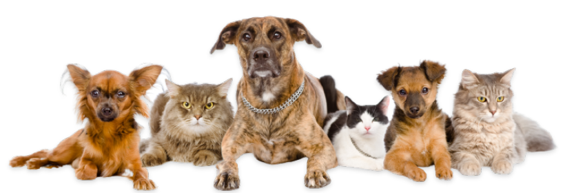 Potiki Pet Insurance Registration