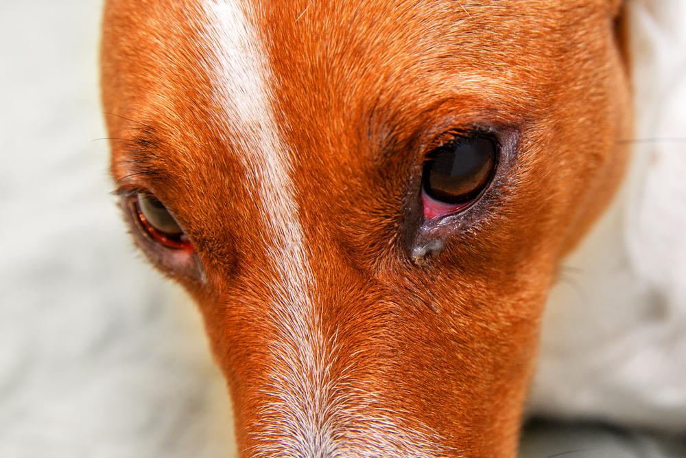 conjunctivitis in dogs brown dog face