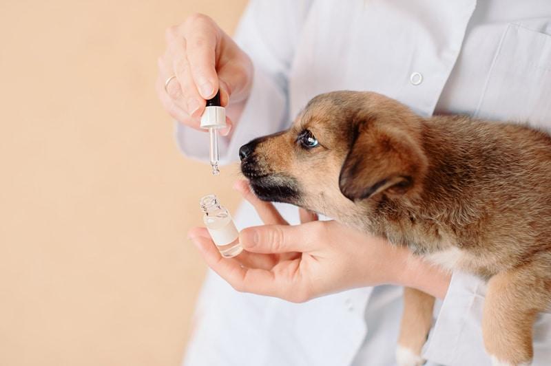 conjunctivitis in dogs brown puppy with doctor