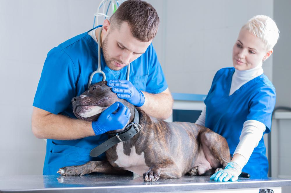 conjunctivitis in dogs doctors examine Bulldog