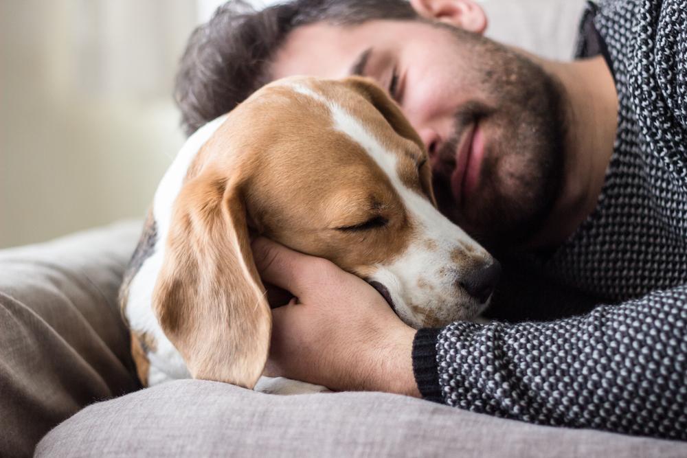 conjunctivitis in dogs sleeping dog