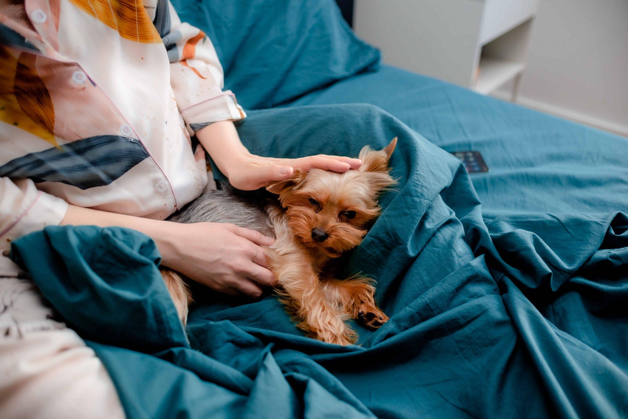 woman with her pregnant dog on a bed