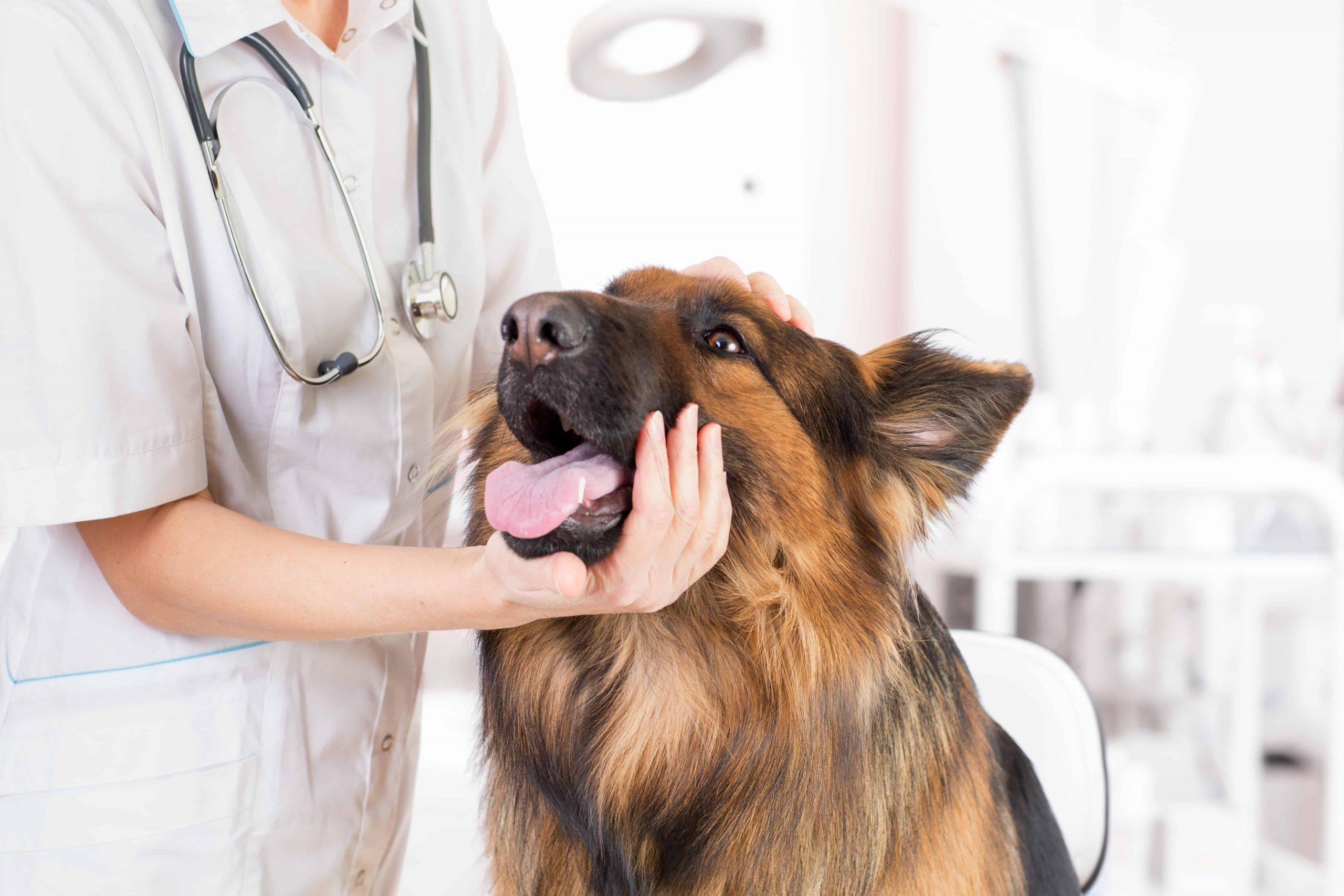 Why Get Pet Insurance - doctor and dog image