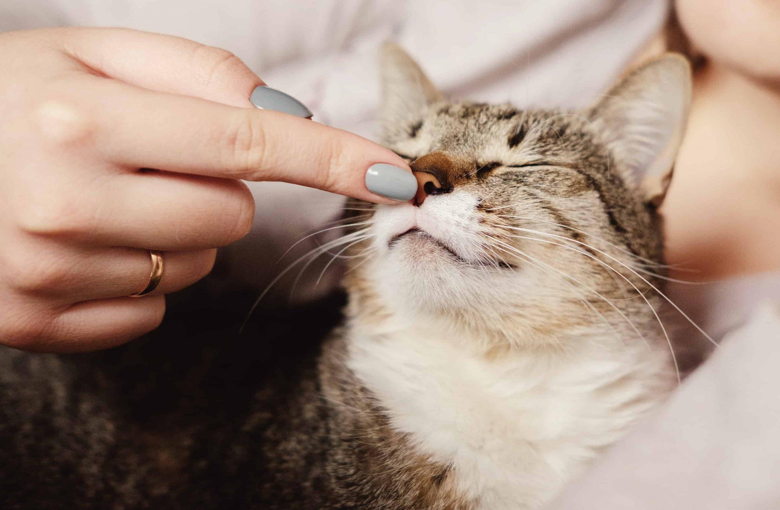 Why Get Pet Insurance - woman touches cat nose image