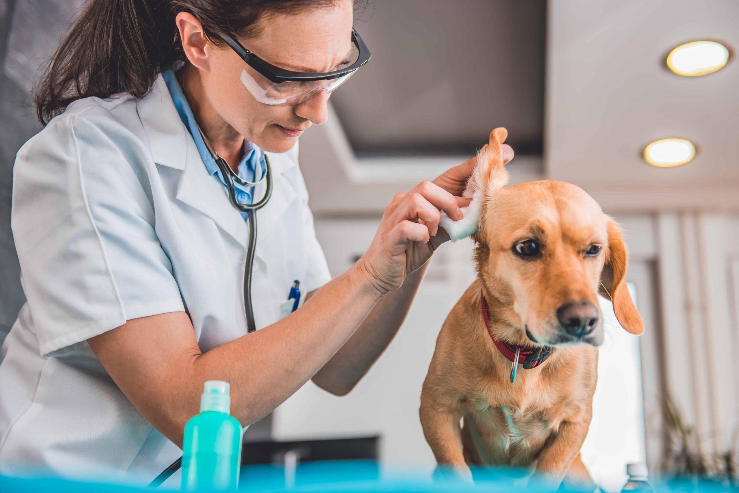 Otitis externa in dogs - doctor cleaning dog ear