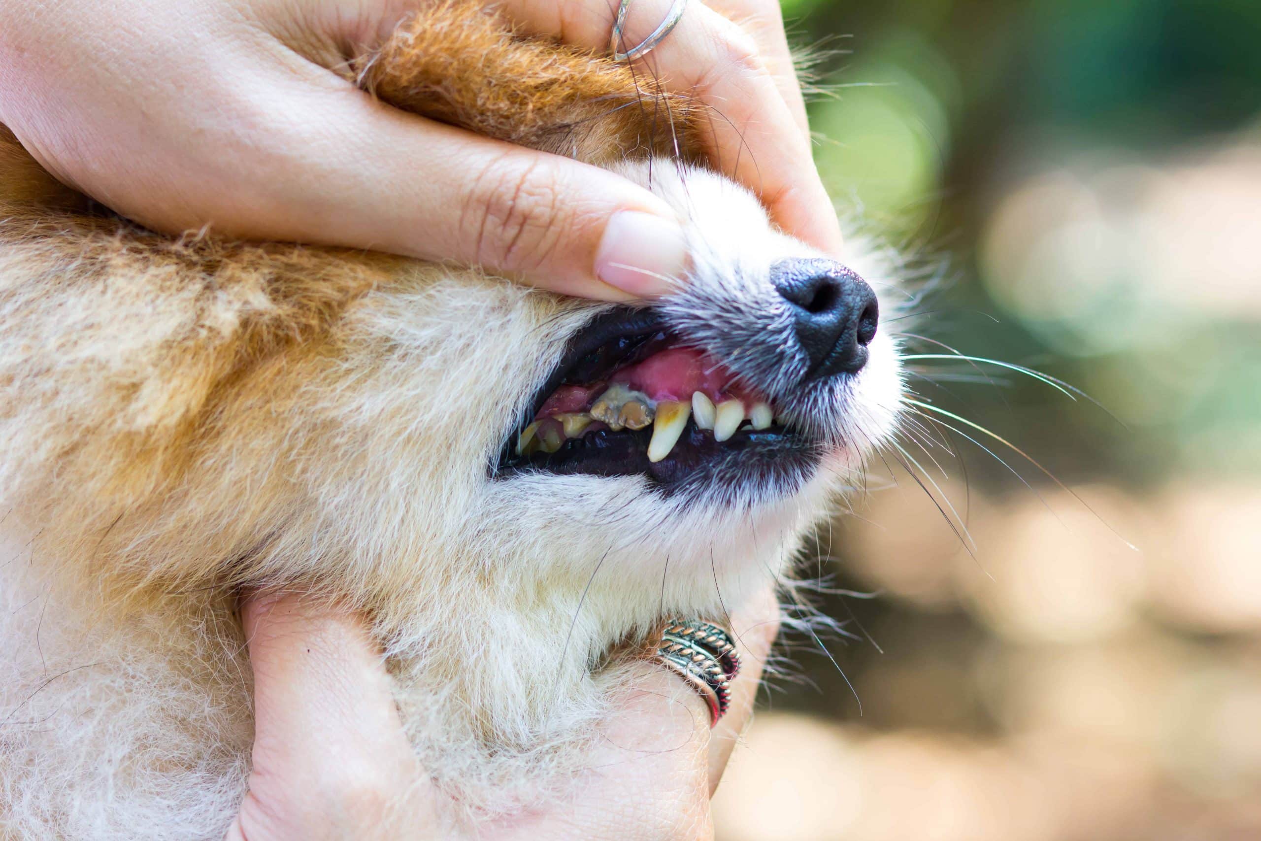 Dog periodontal insurance and checking dog teeth.