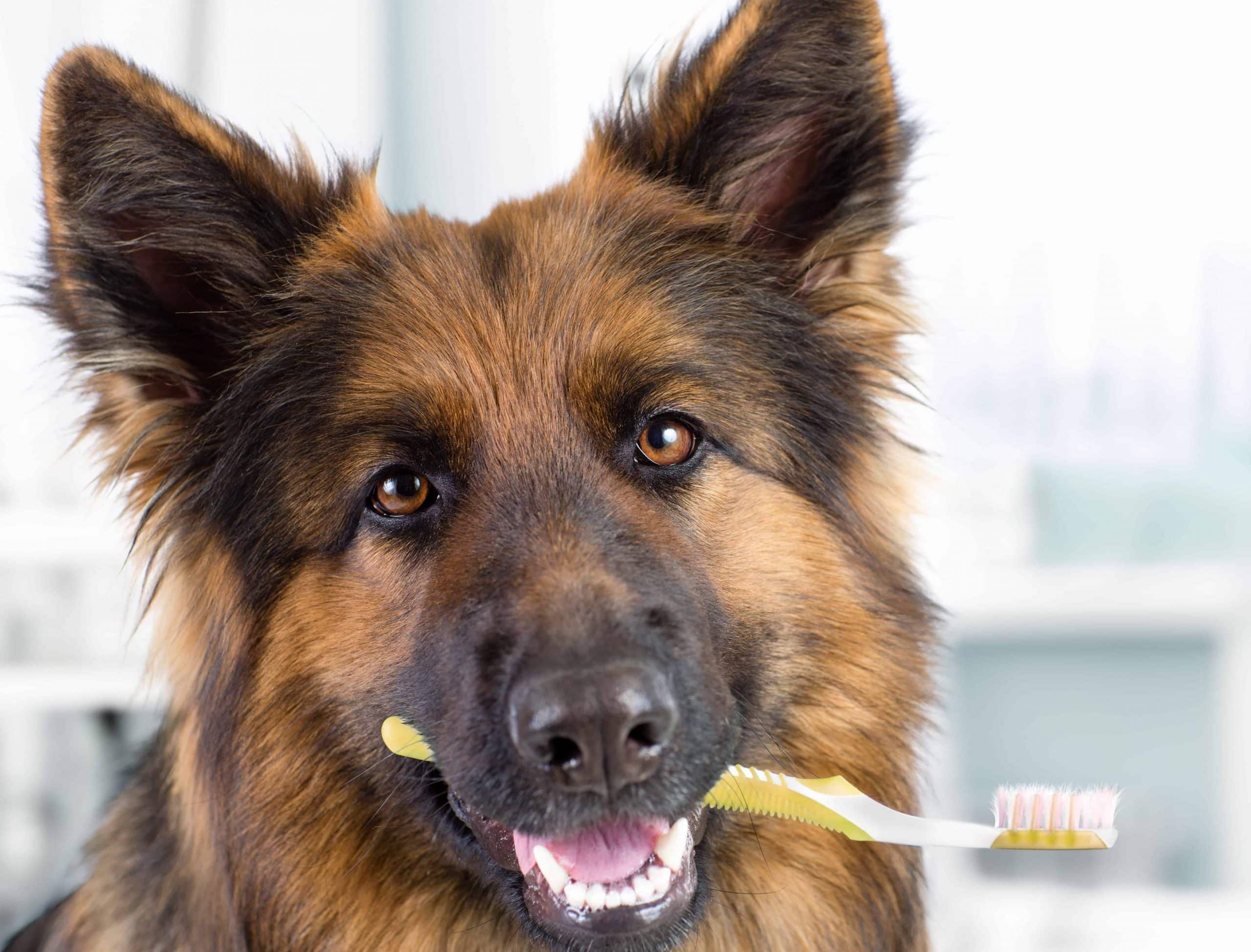 Dog periodontal insurance and Dog with brush in mouth