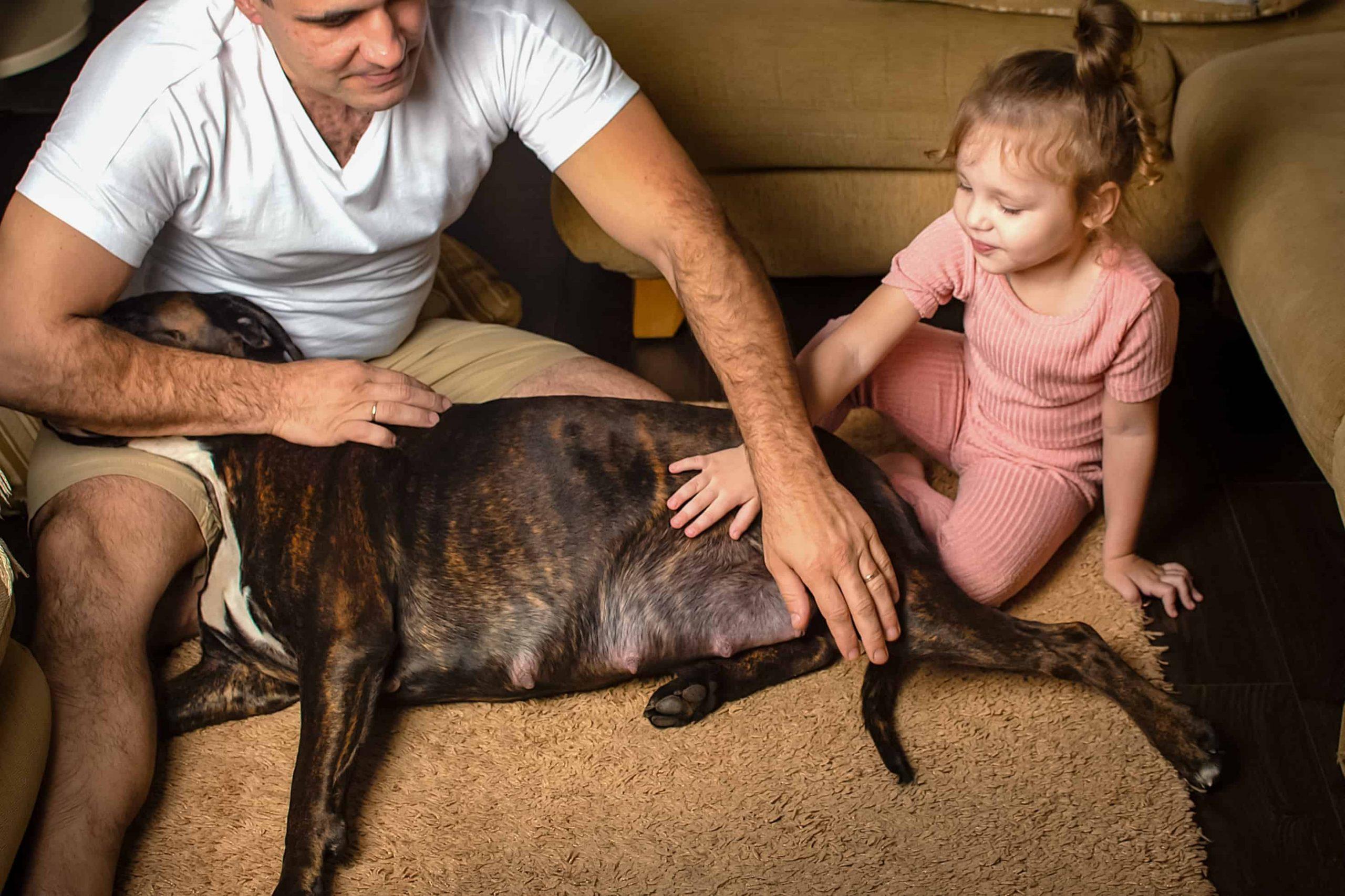 What to do if your dog is pregnant - dog with man and girl child