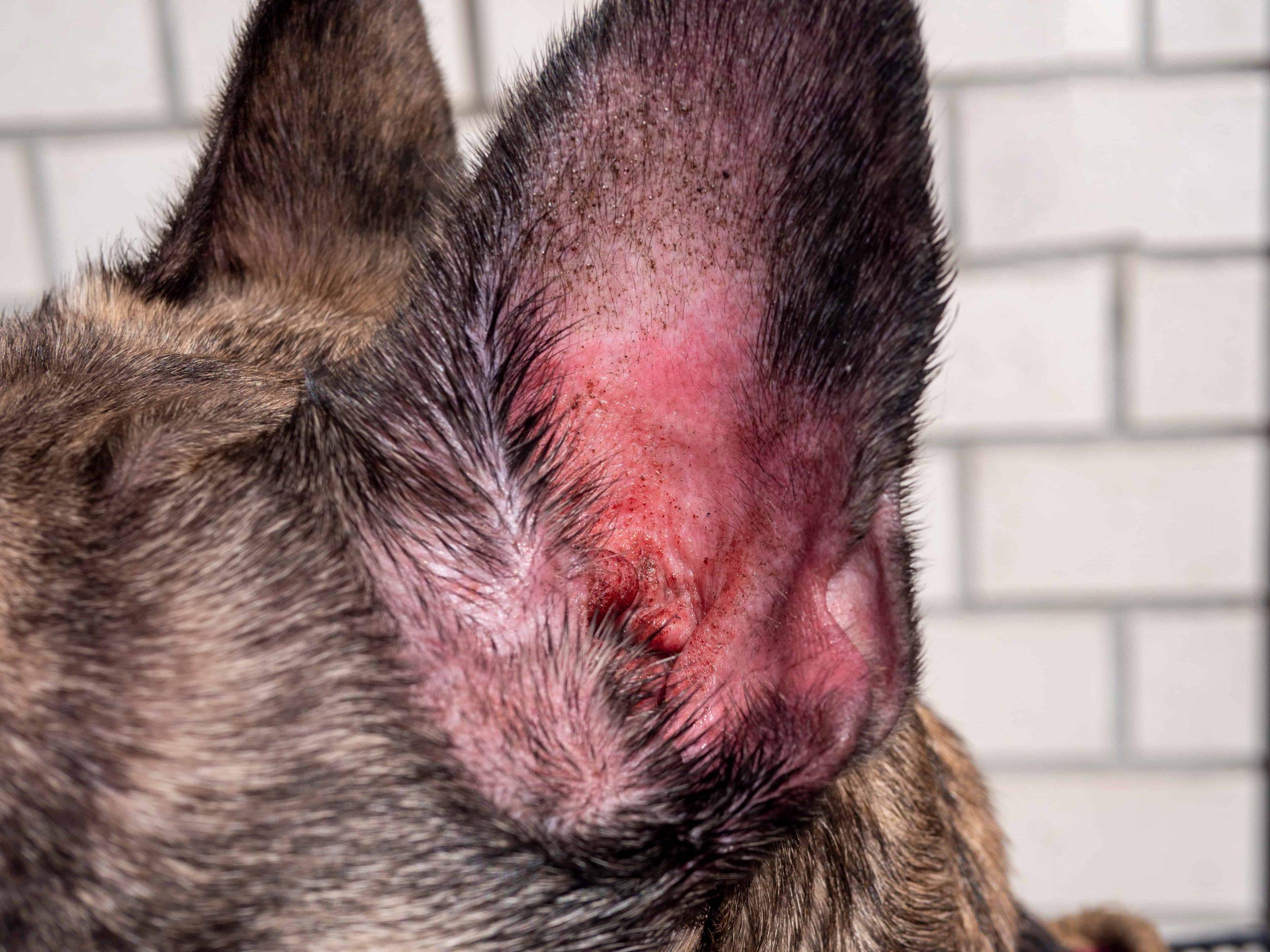 this is what otitis externa in dogs looks like scaled
