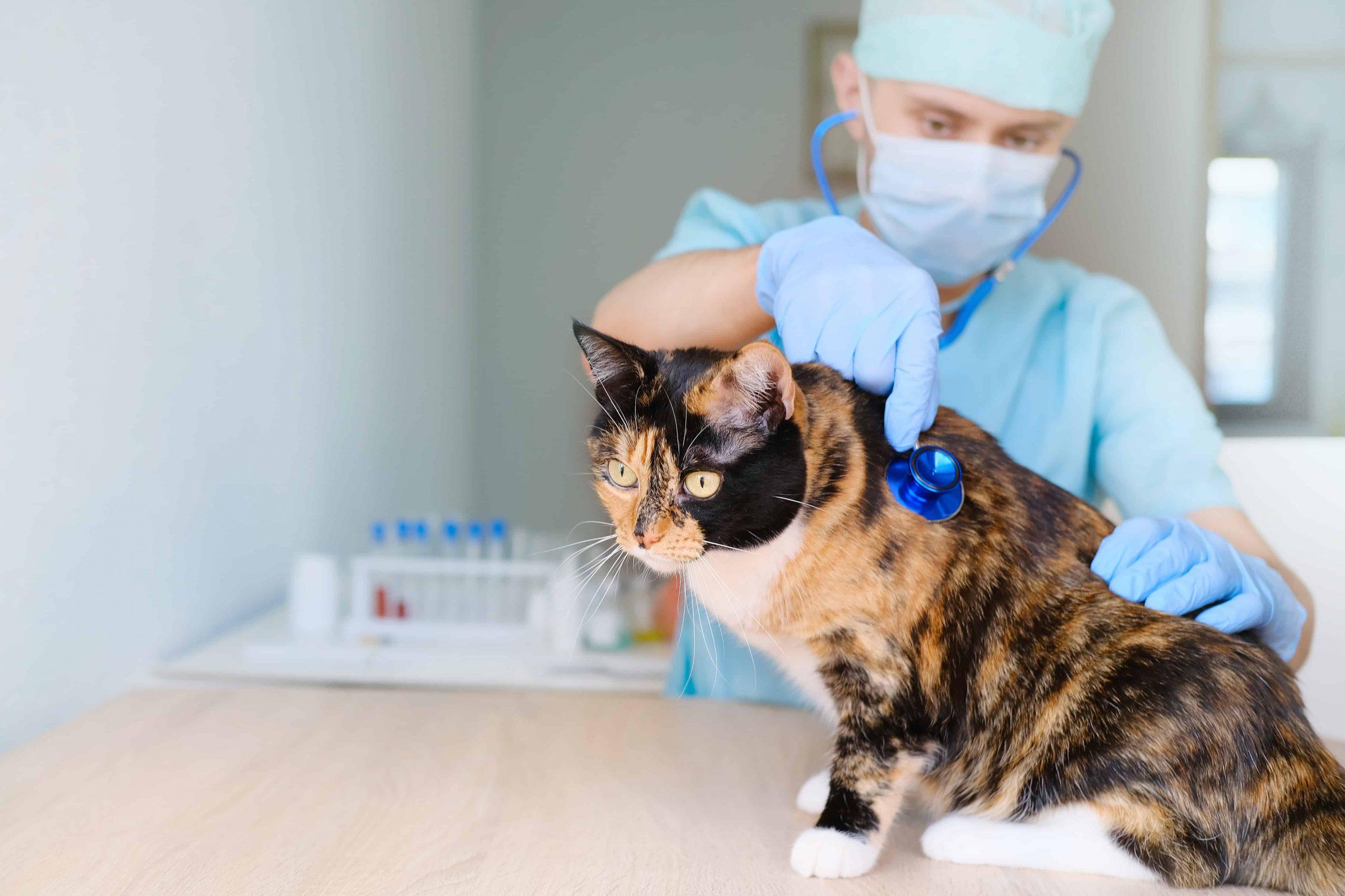 treatment of seizure in cats - doctor checking cat