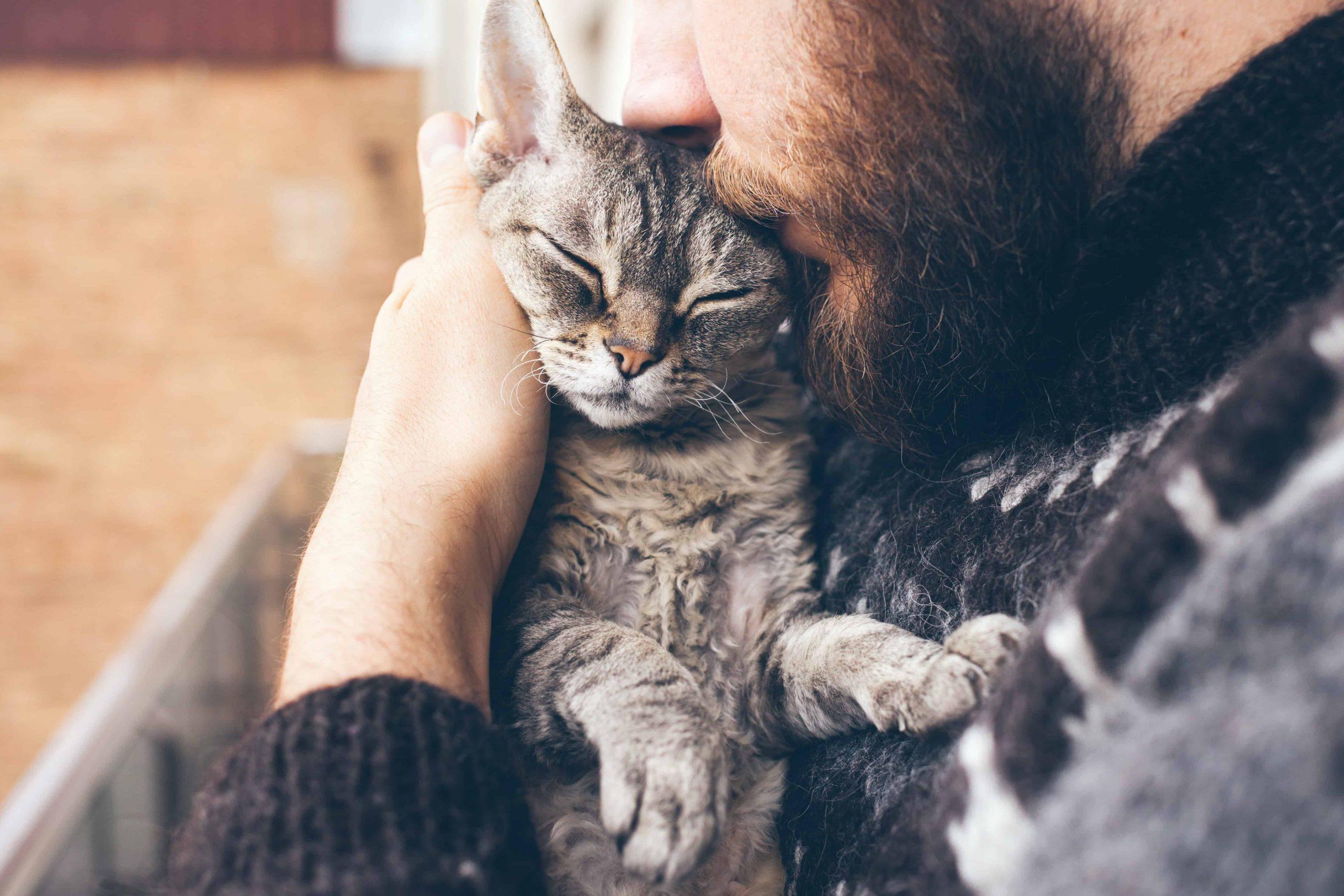 treatment of seizure in cats - man kissing a gray cat