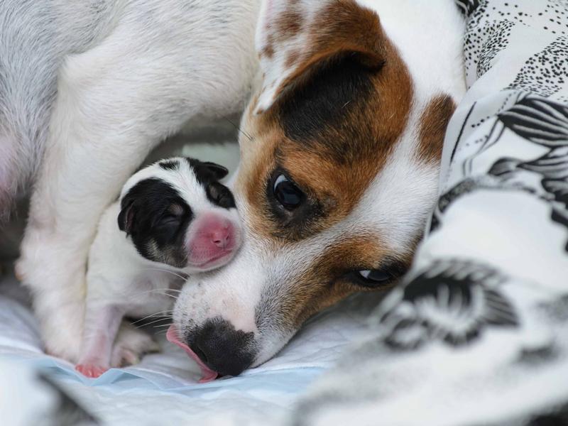 what to do when your dog is pregnant for the first time - dog with puppy