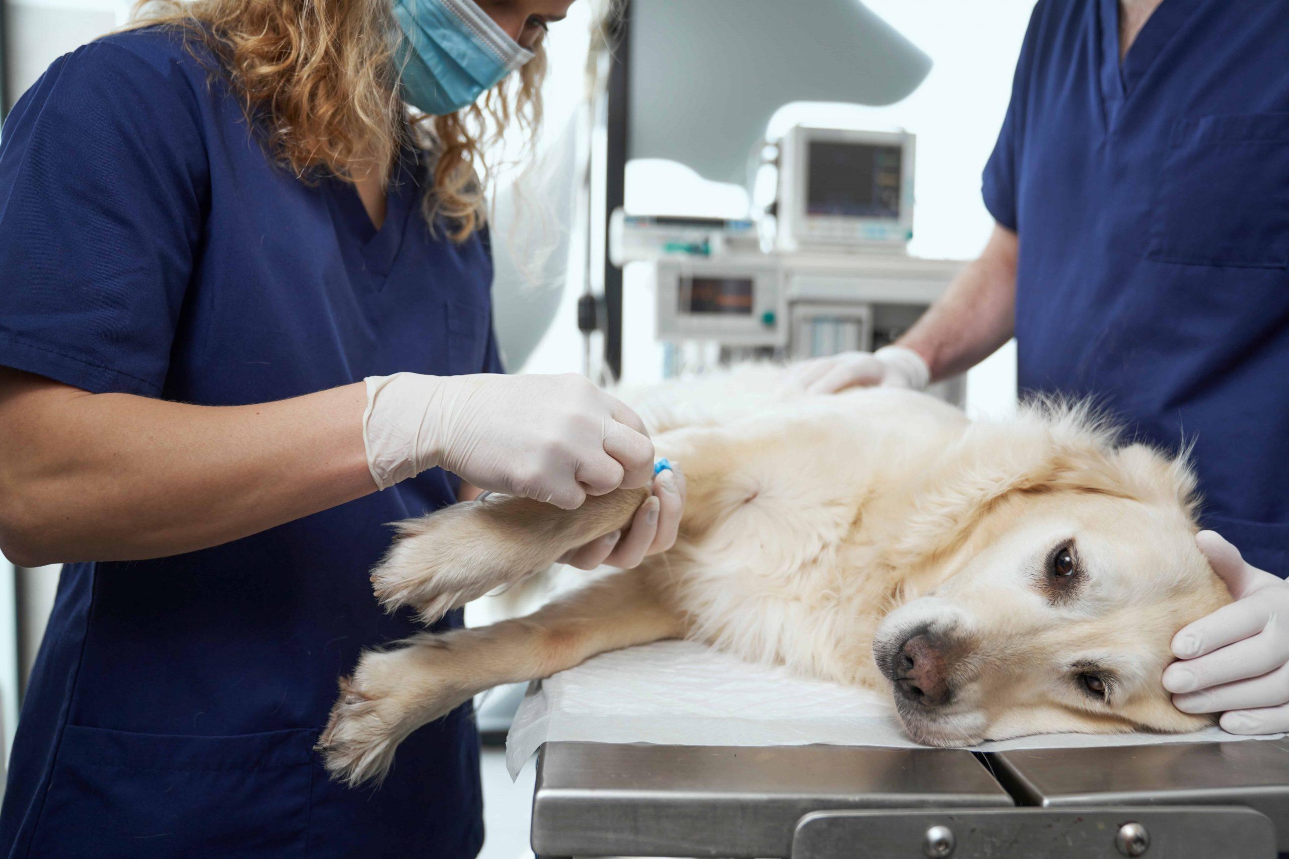 What can trigger a seizure in a dog - doctors treating dog