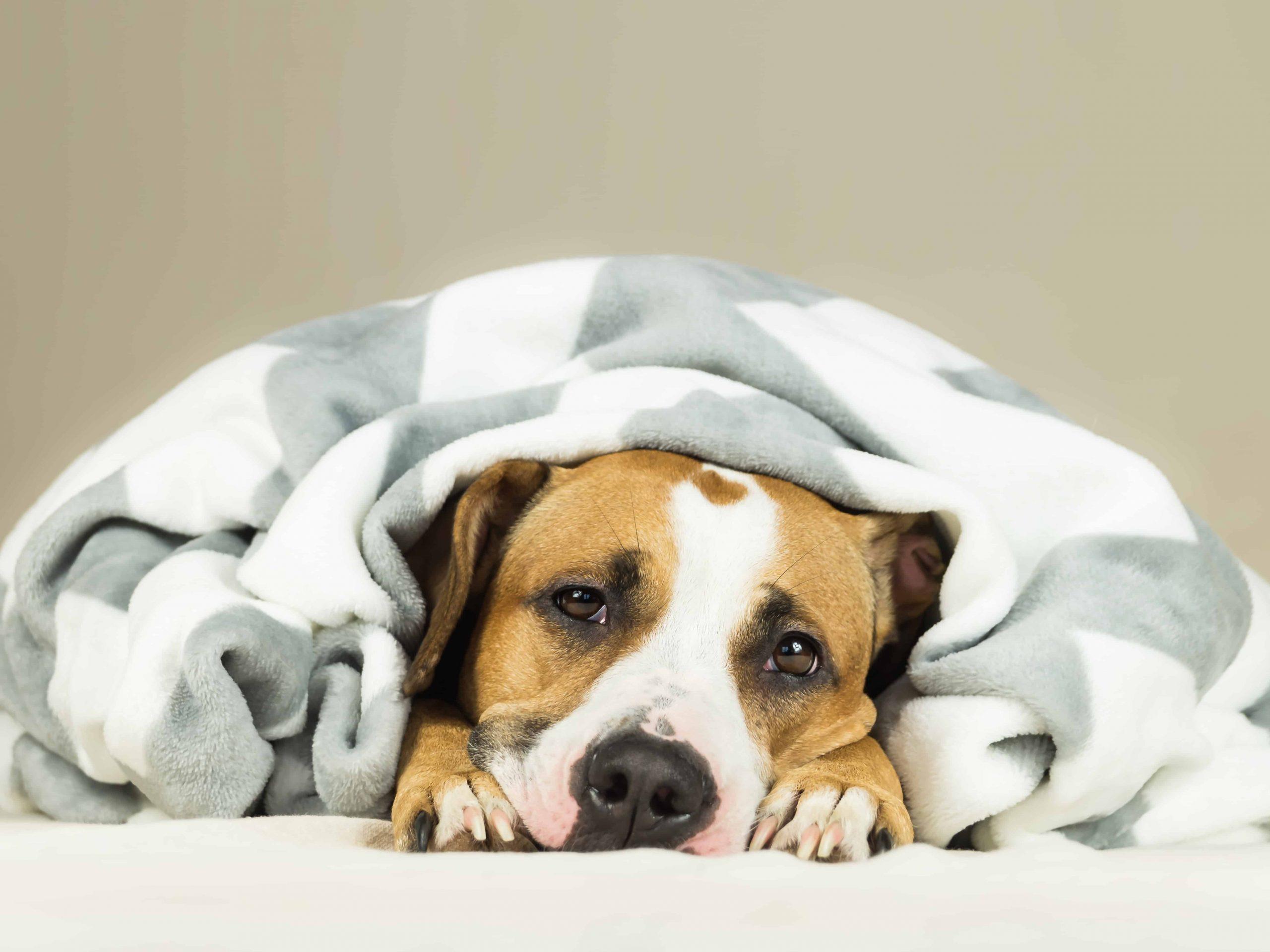 What can trigger a seizure in a dog - sleeping dog