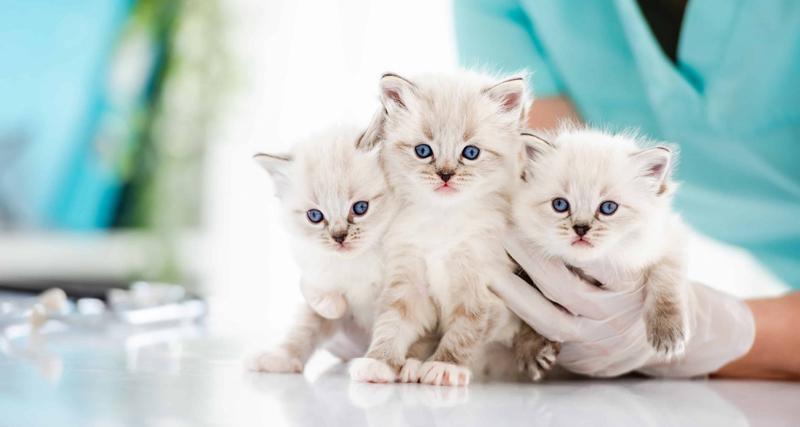 health problems in Ragdoll cats - 3 white kitten