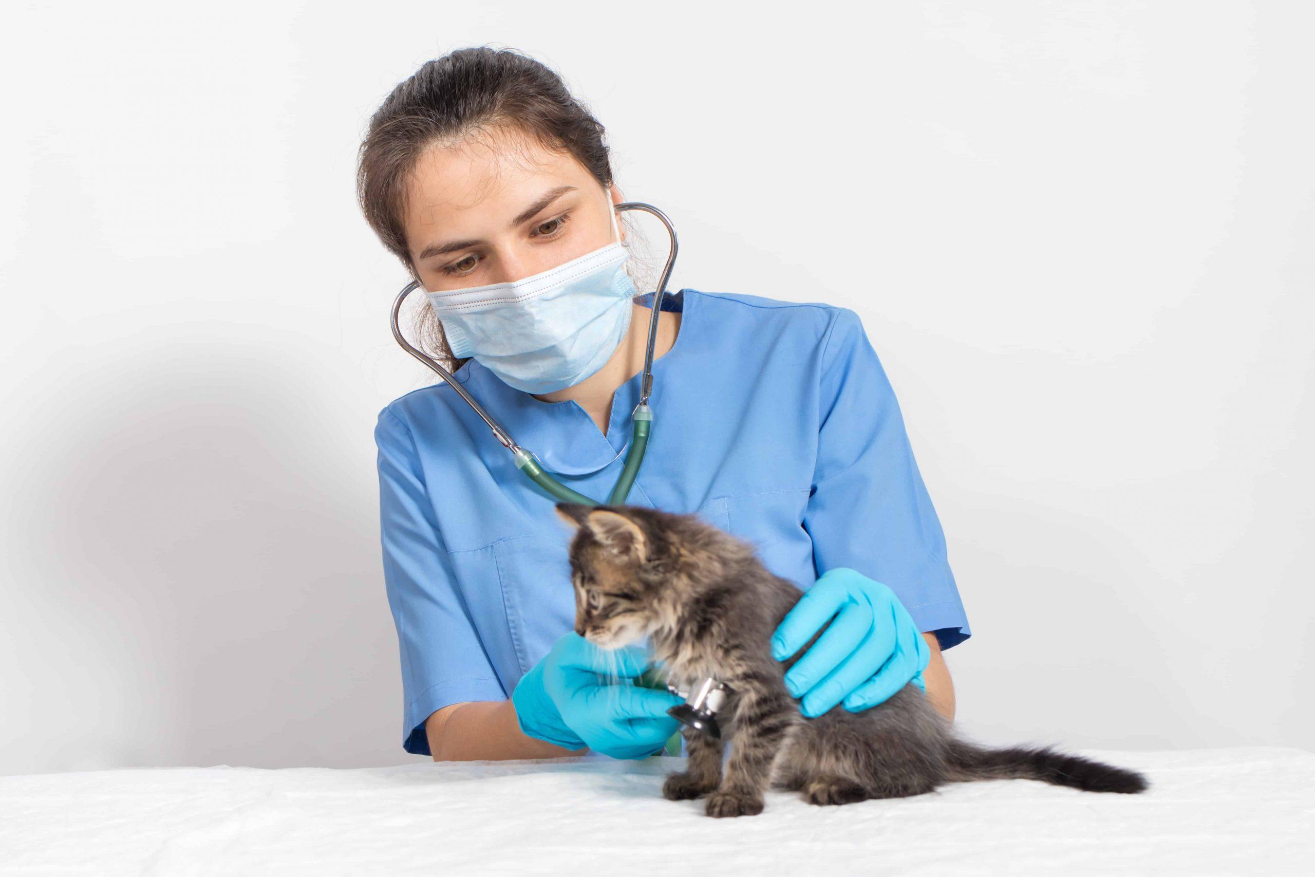 feline hypertrophic cardiomyopathy - cat with doctor
