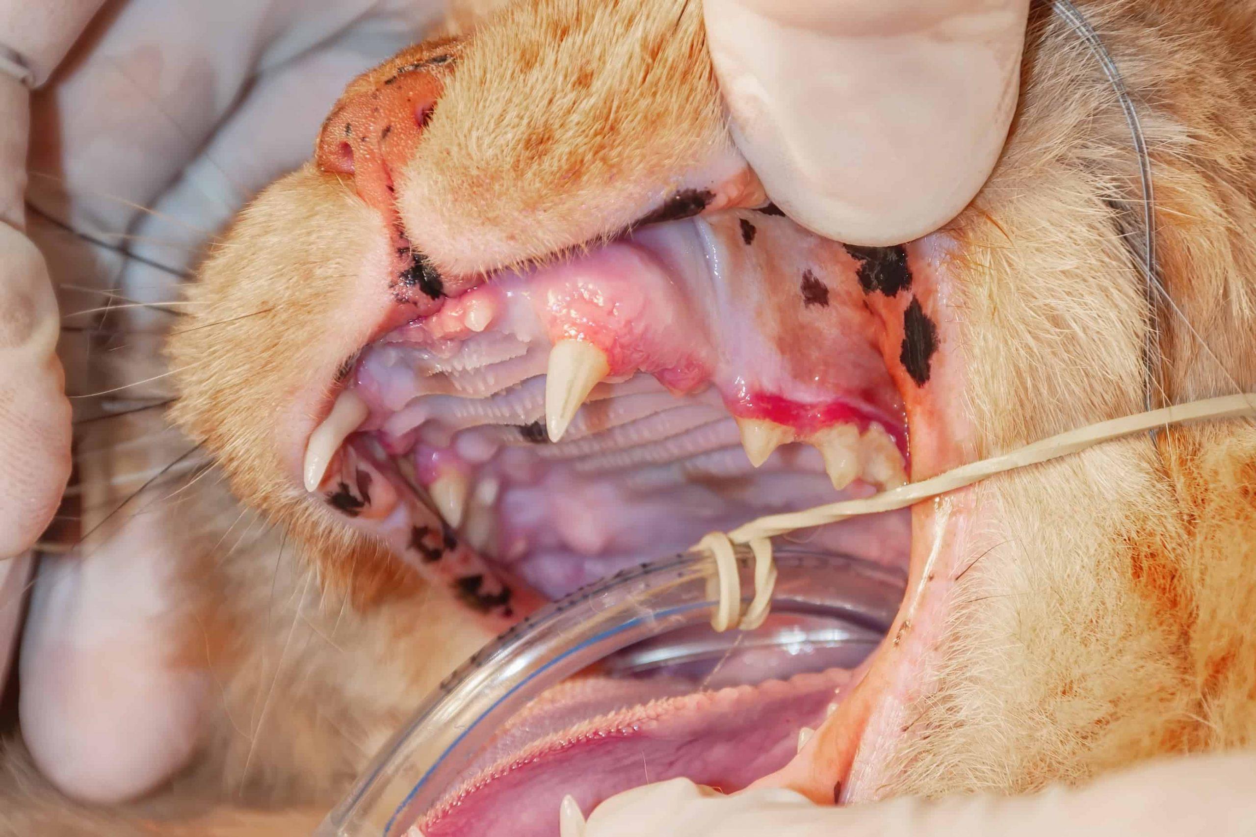 Vet treating cat for periodontal disease