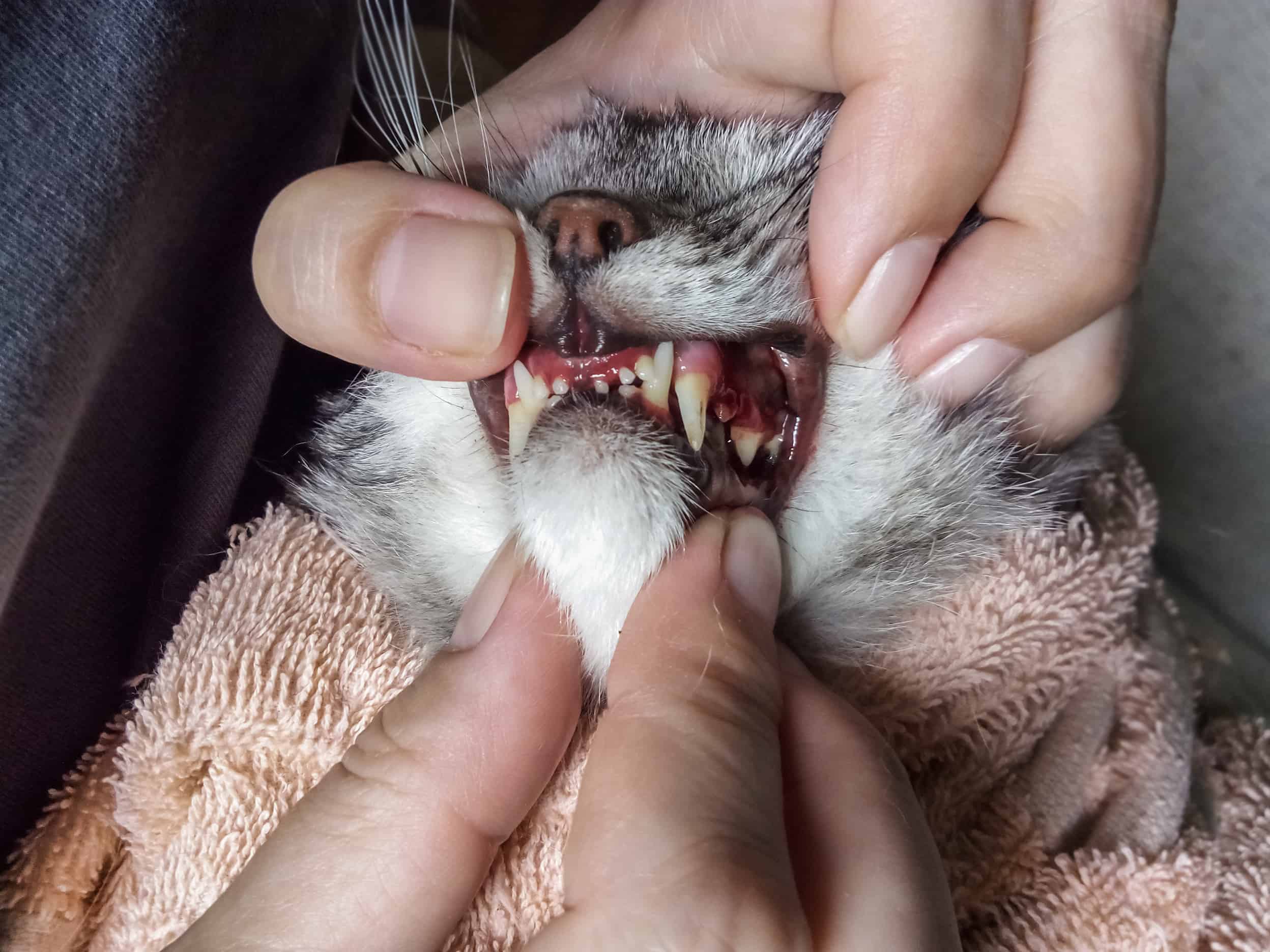 periodontal disease in cats