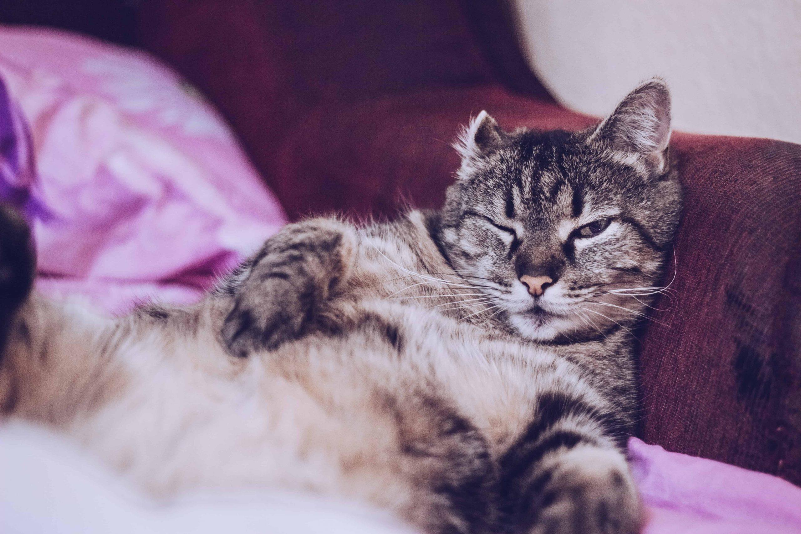 feline hypertrophic cardiomyopathy - black and white cat sleeping