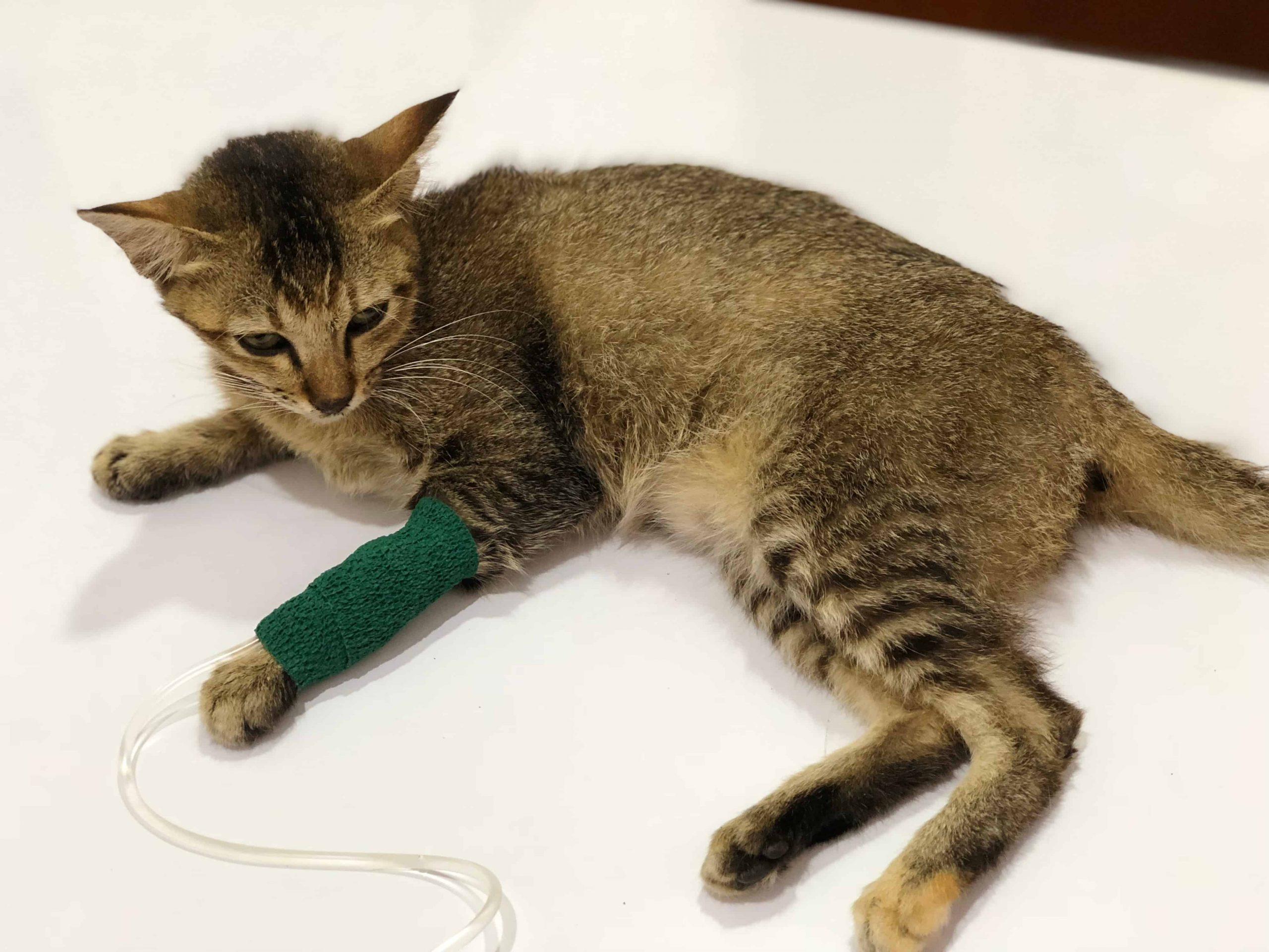 symptoms of a snake bite in cats - brown cat treatment