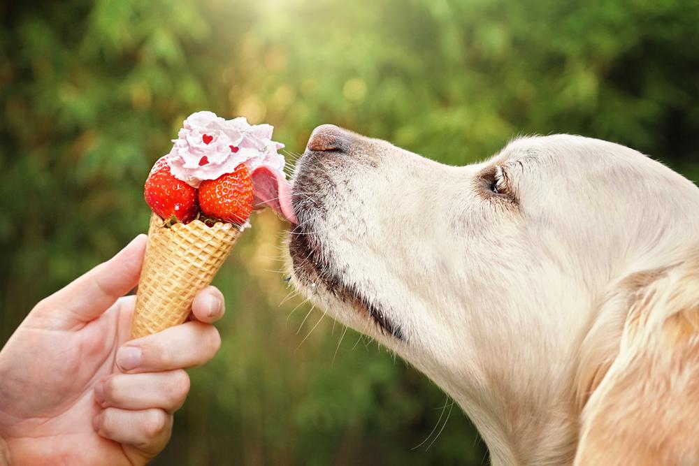 What human foods are safe for dogs - dog with icecream