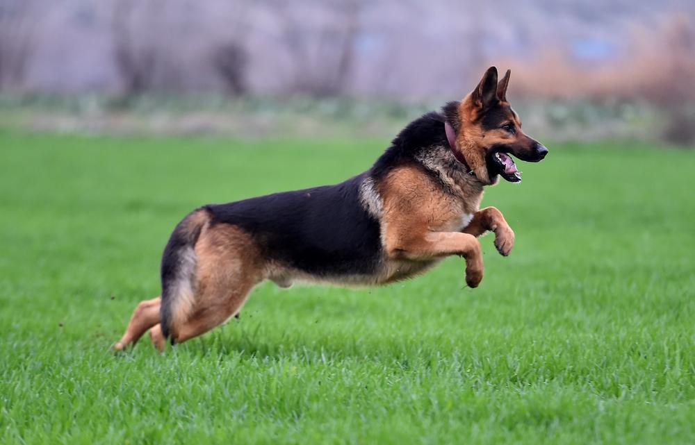 Why are German Shepherds so popular breed in australia - German Shepherds dog is running