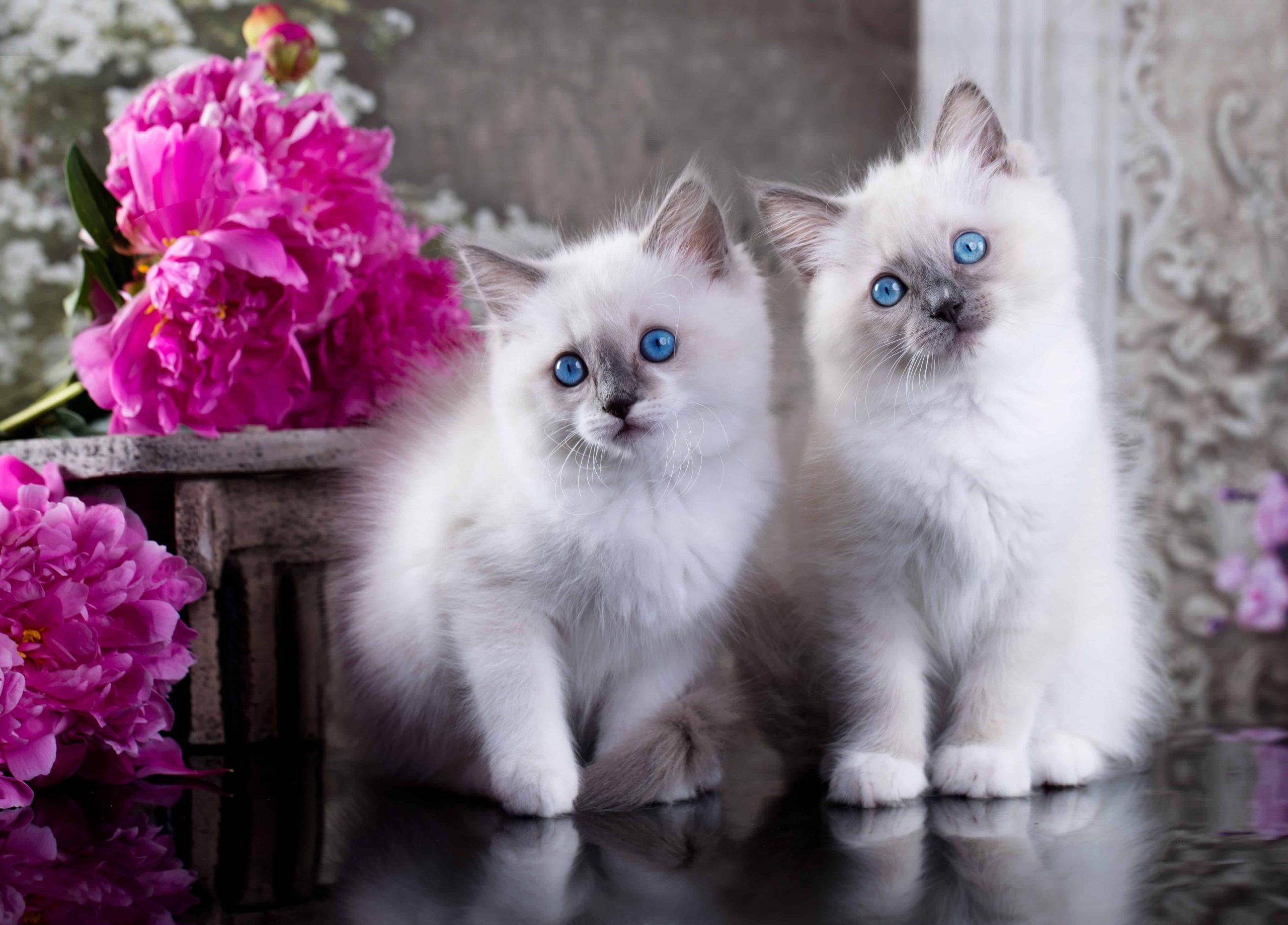 health problems in Ragdoll cats - two white cats with blue eyes
