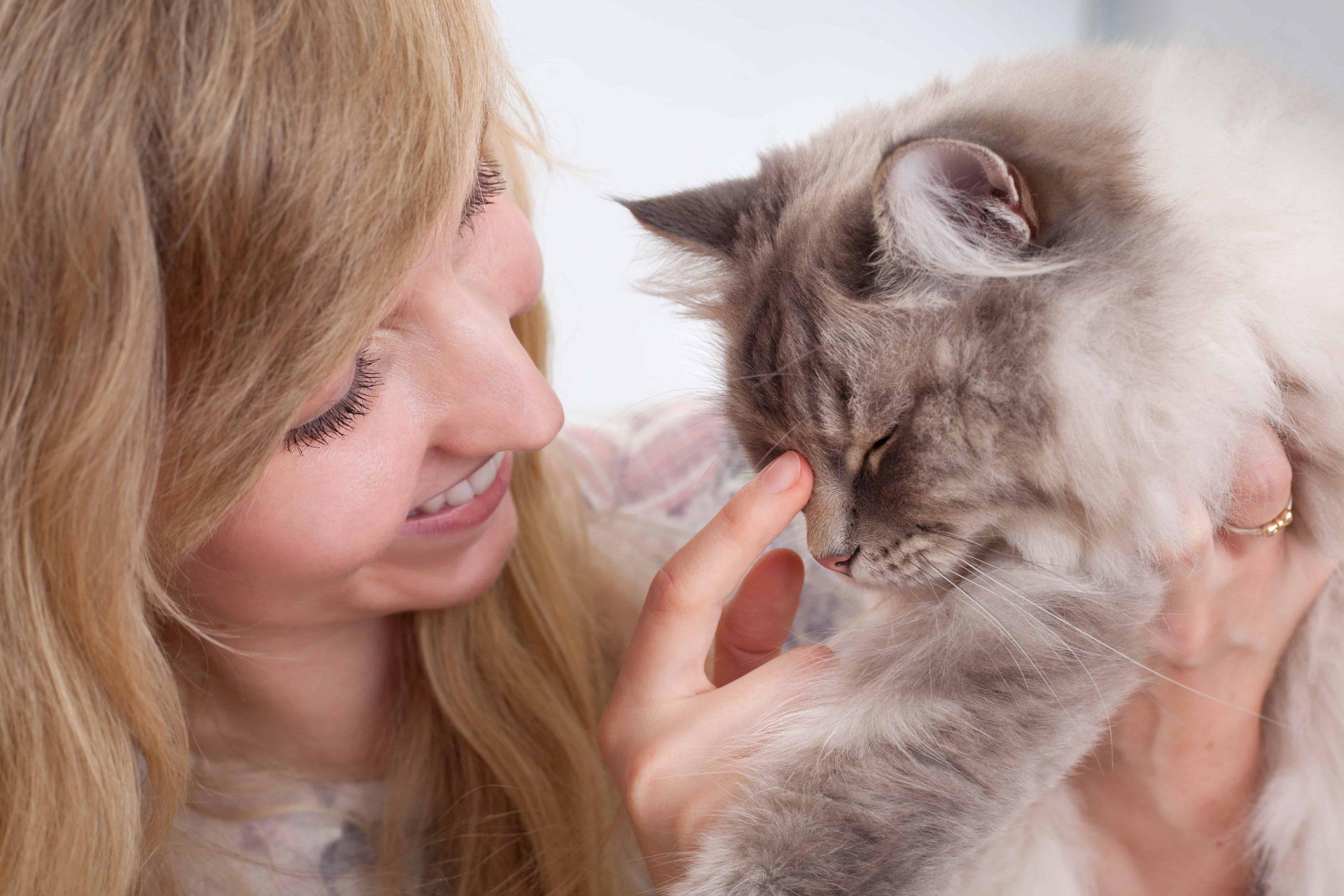 health problems in Ragdoll cats - gray cat with women