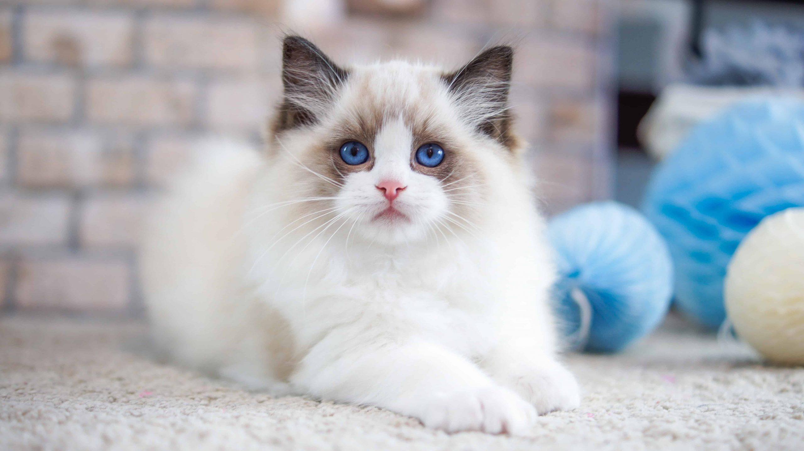 health problems in Ragdoll cats - white cat with blue eyes
