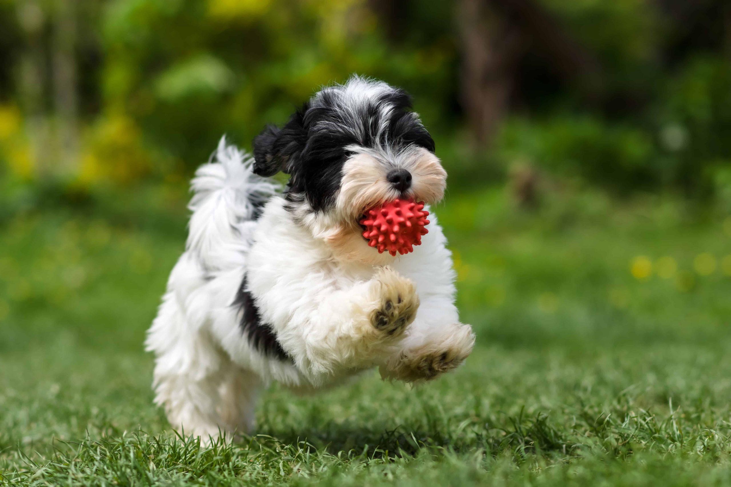Havanese dogs health problems and dog with red ball