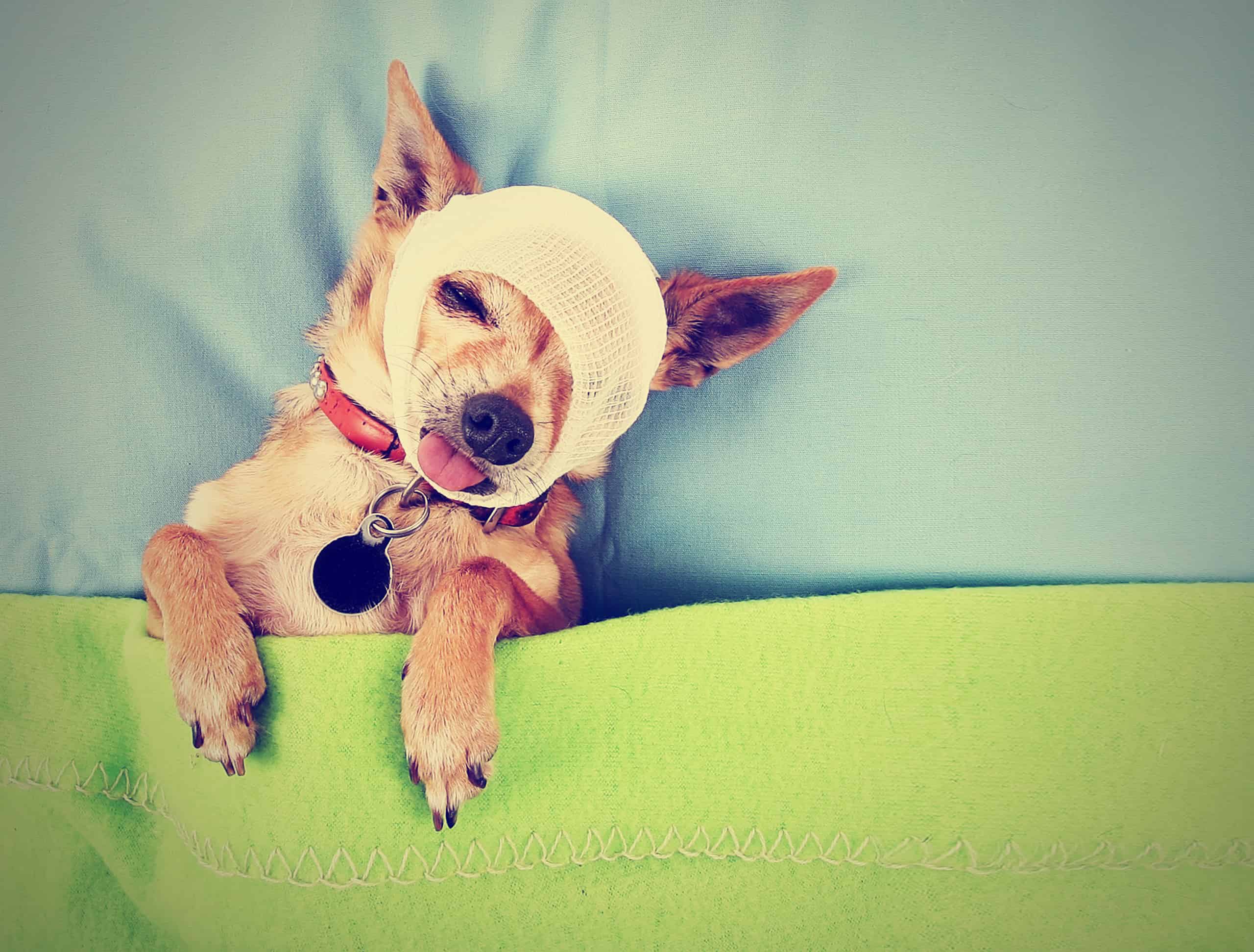Pet Insurance Cost - dog sleeping on bed with green sheet image