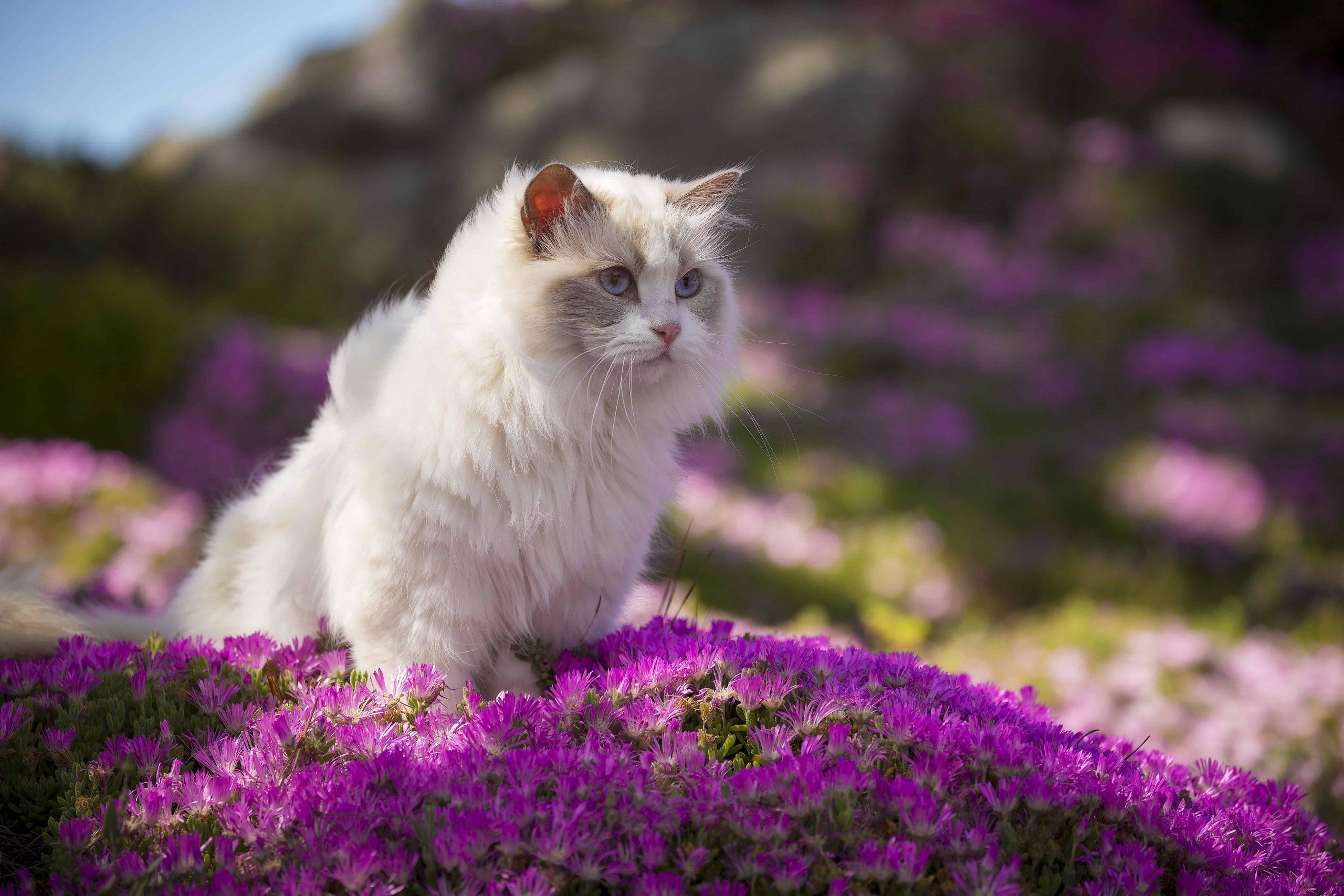 Pet Insurance Cost - white cat on purple flowers