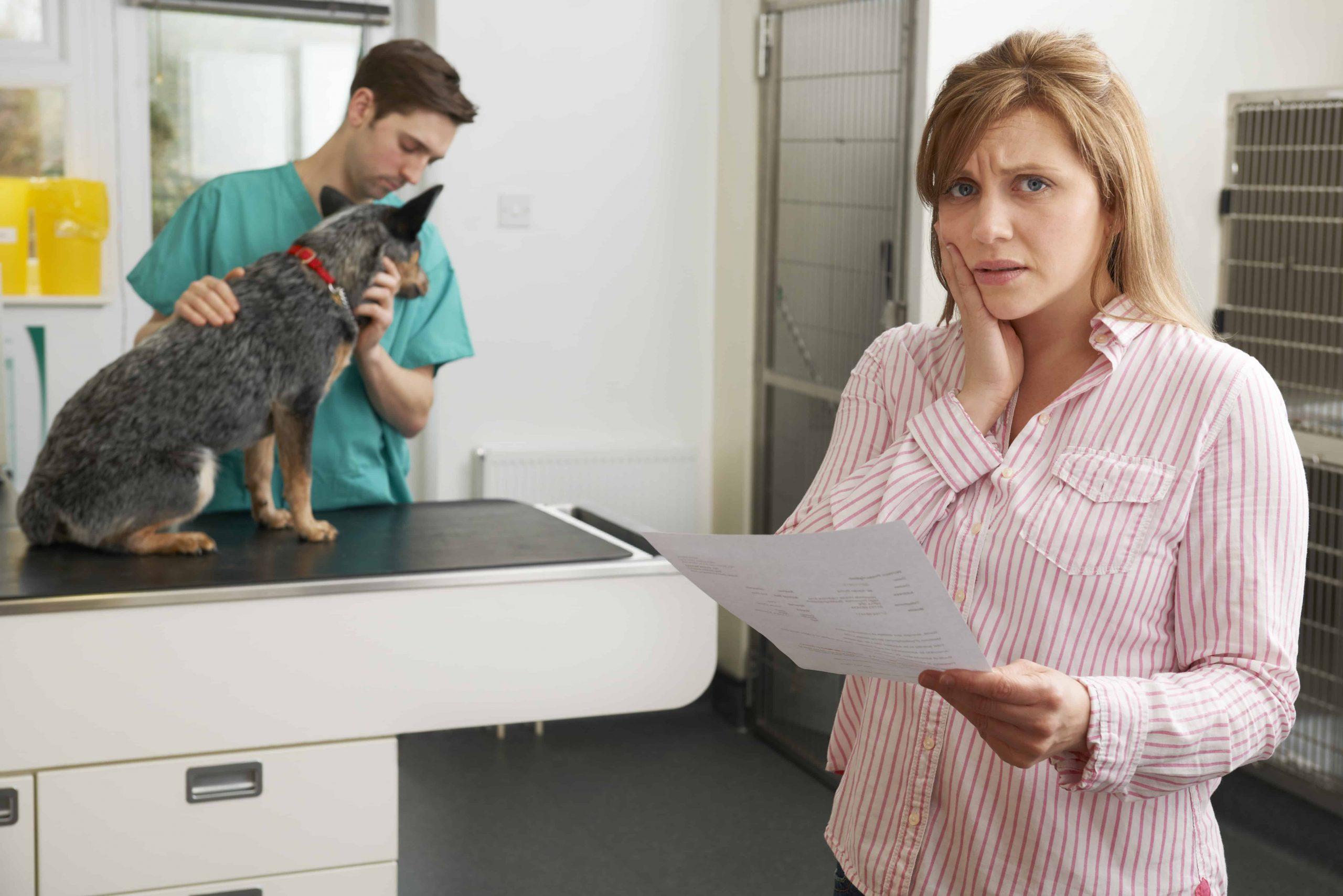 How Much does pet insurance increase each year - dog in the clinic with doctor and owner image