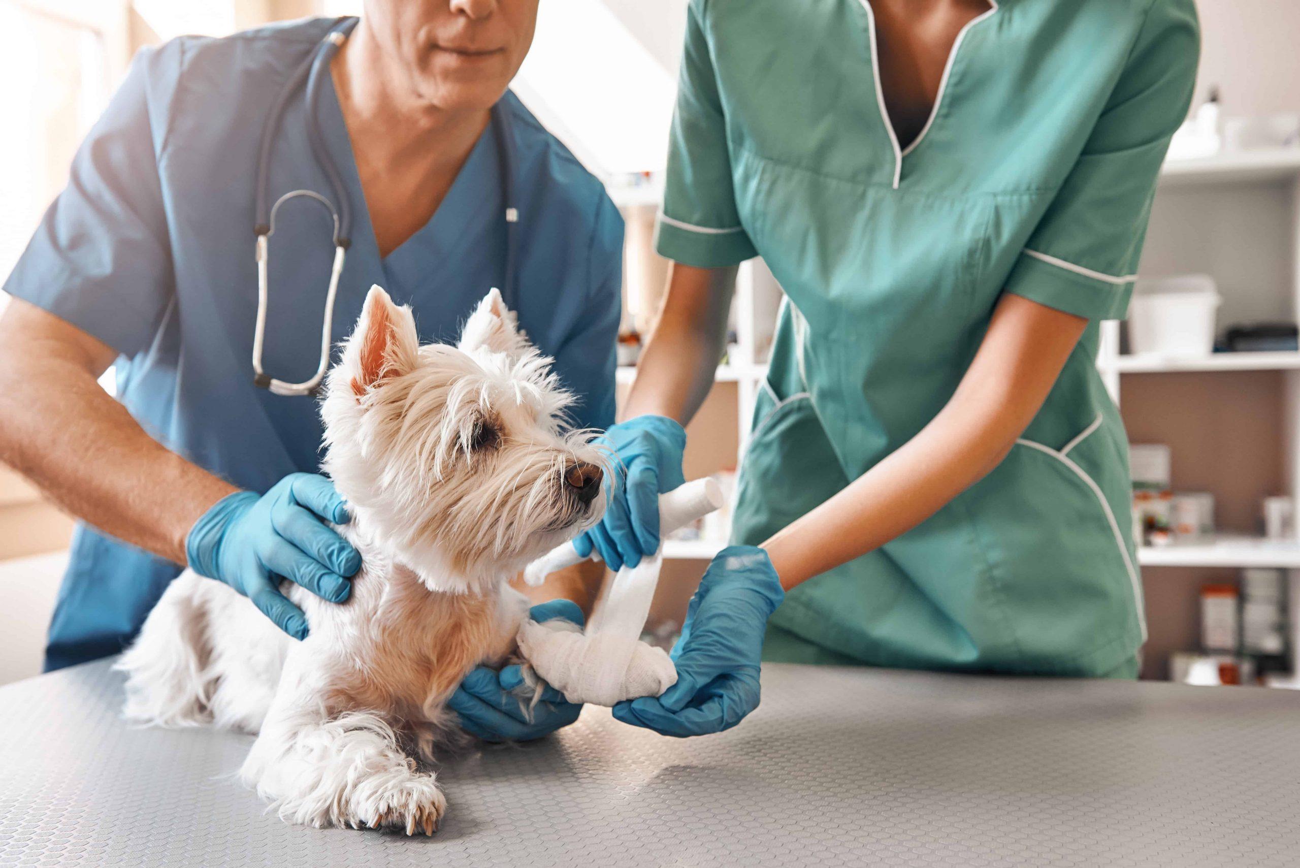 Pet Insurance vs Savings Account - two doctors with a dog image