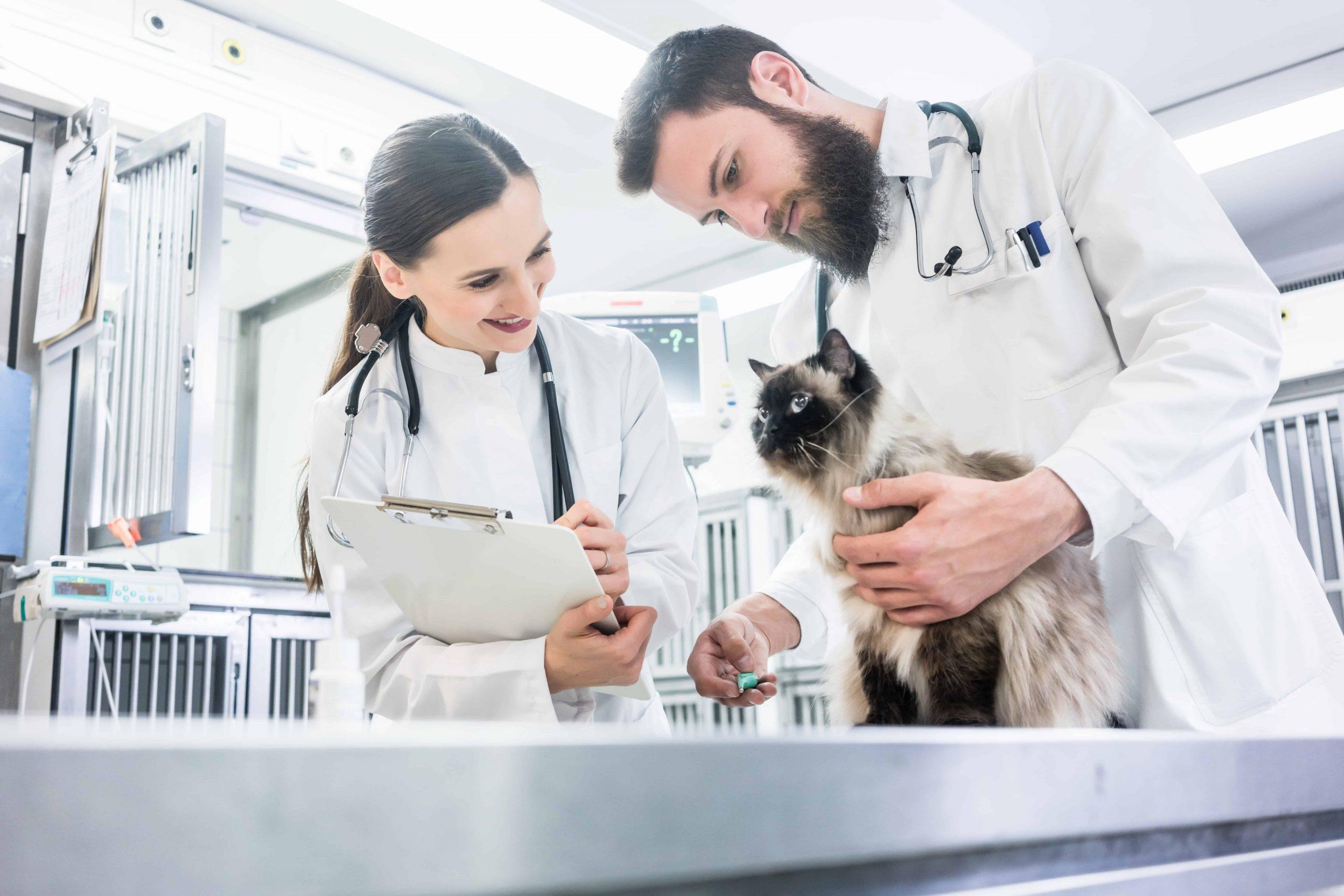 Pet Insurance vs Savings Account - two doctors with a cat image