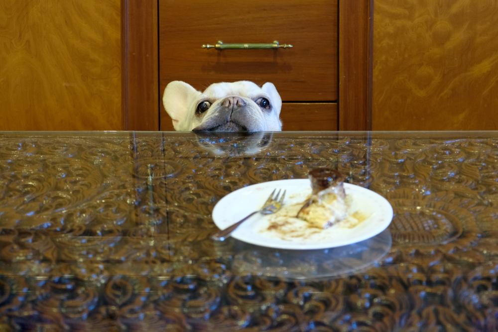 Bulldog Bites: 10 Poisonous Foods to Avoid - dog with food in plate