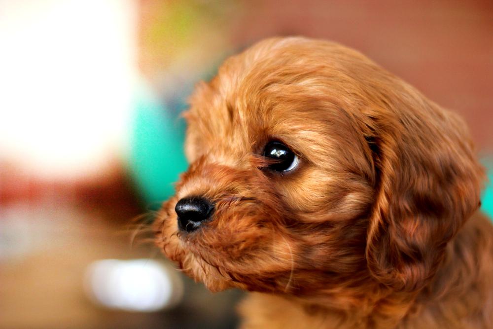 Cavoodles and Ear Infections: how you can prevent them? - brown Cavoodles puppy
