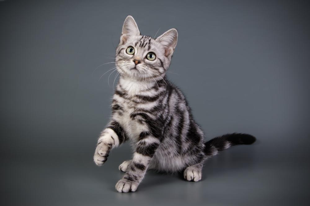 Domestic Shorthaired cats - white and black cat