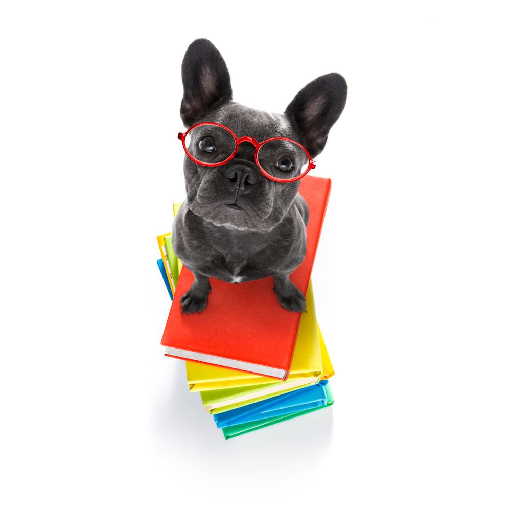 Are French bulldogs smart? - French Bulldogs with glasses