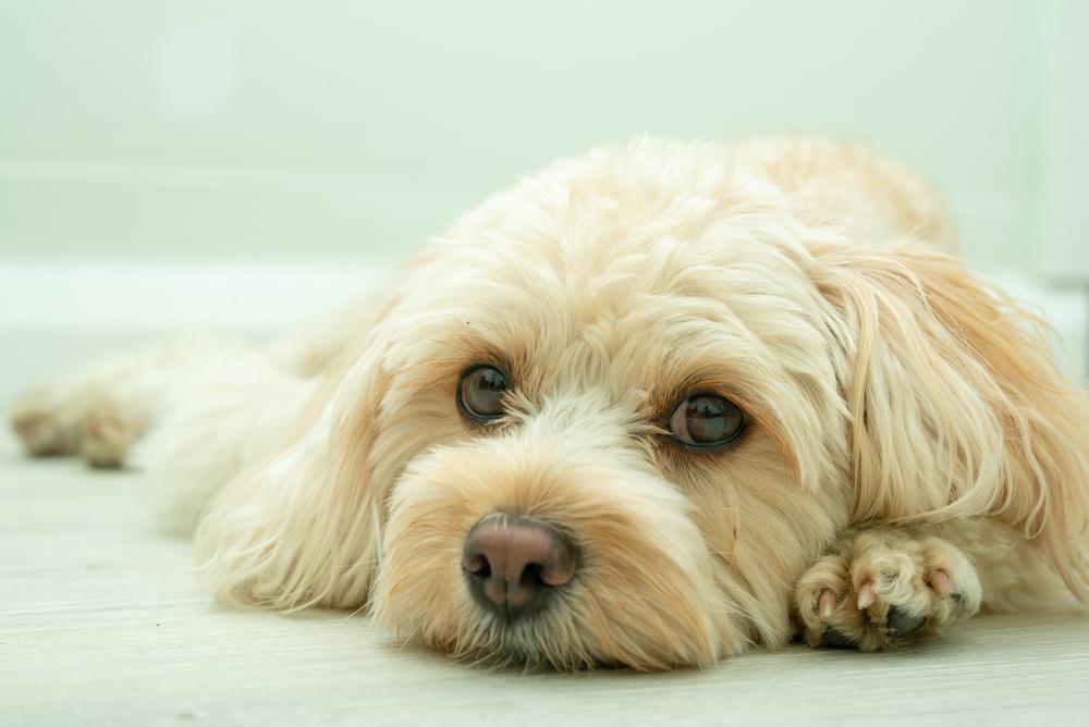 Common Health Problems in Cavoodles | Potiki Pet Insurance