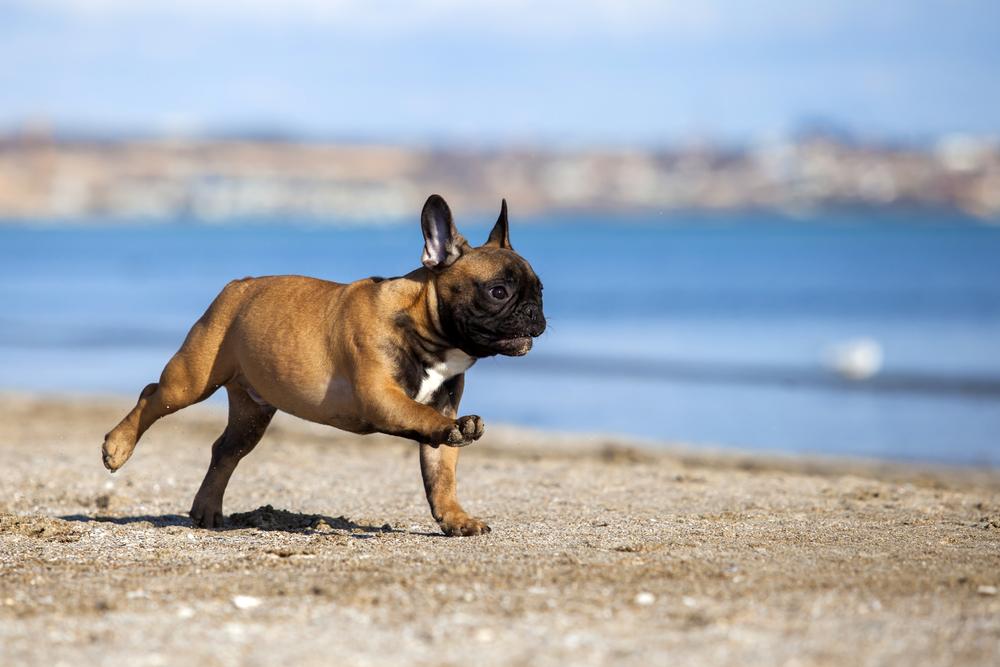 Do French Bulldogs have health problems?