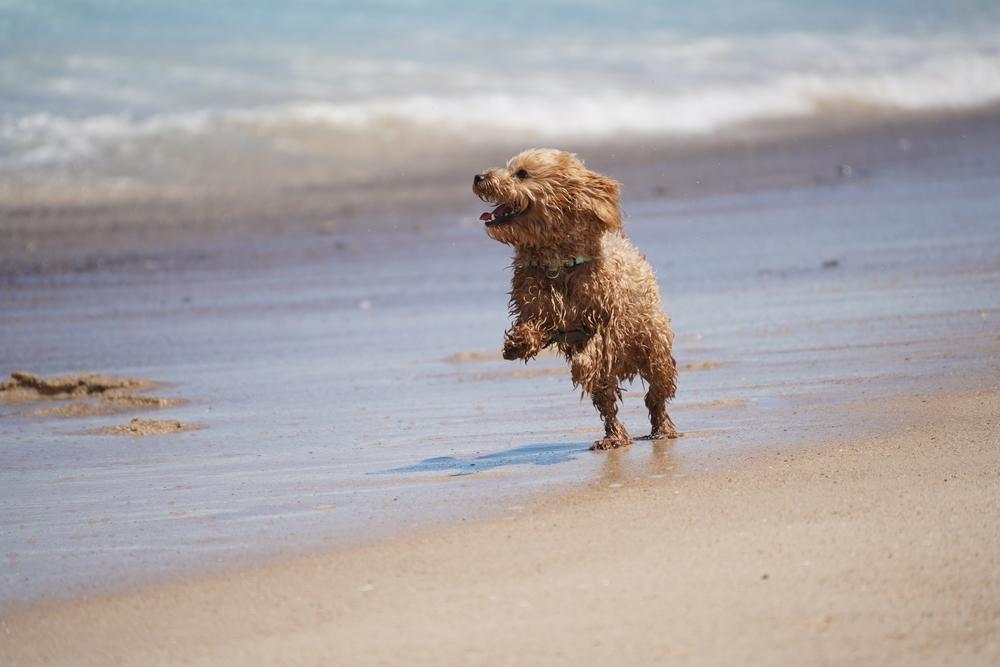 How much exercise does a cavoodle need? - cavoodle dog in a beach