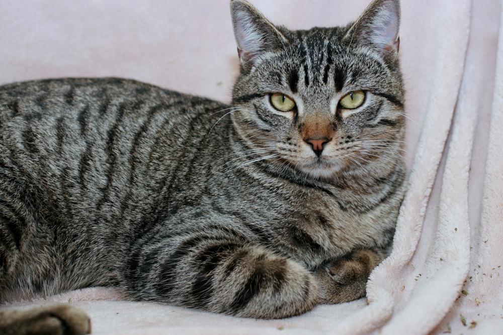 A grey domestic short hair cat sitting