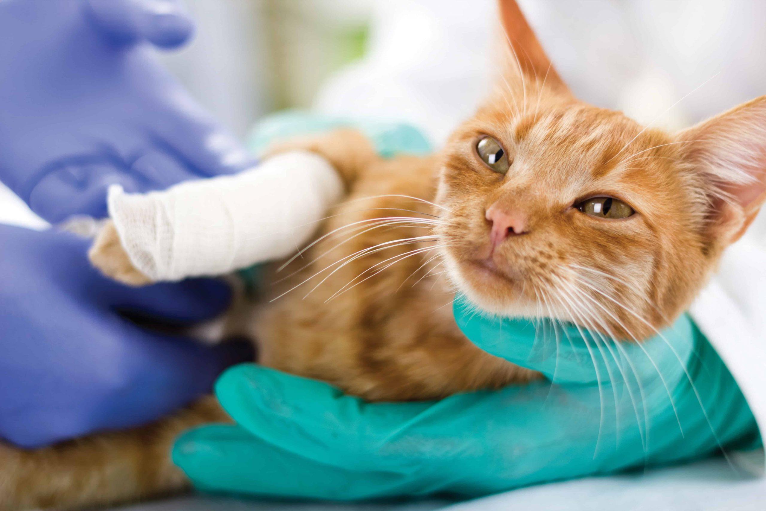 Is pet Insurance a waste of Money - Cat hurt on leg image