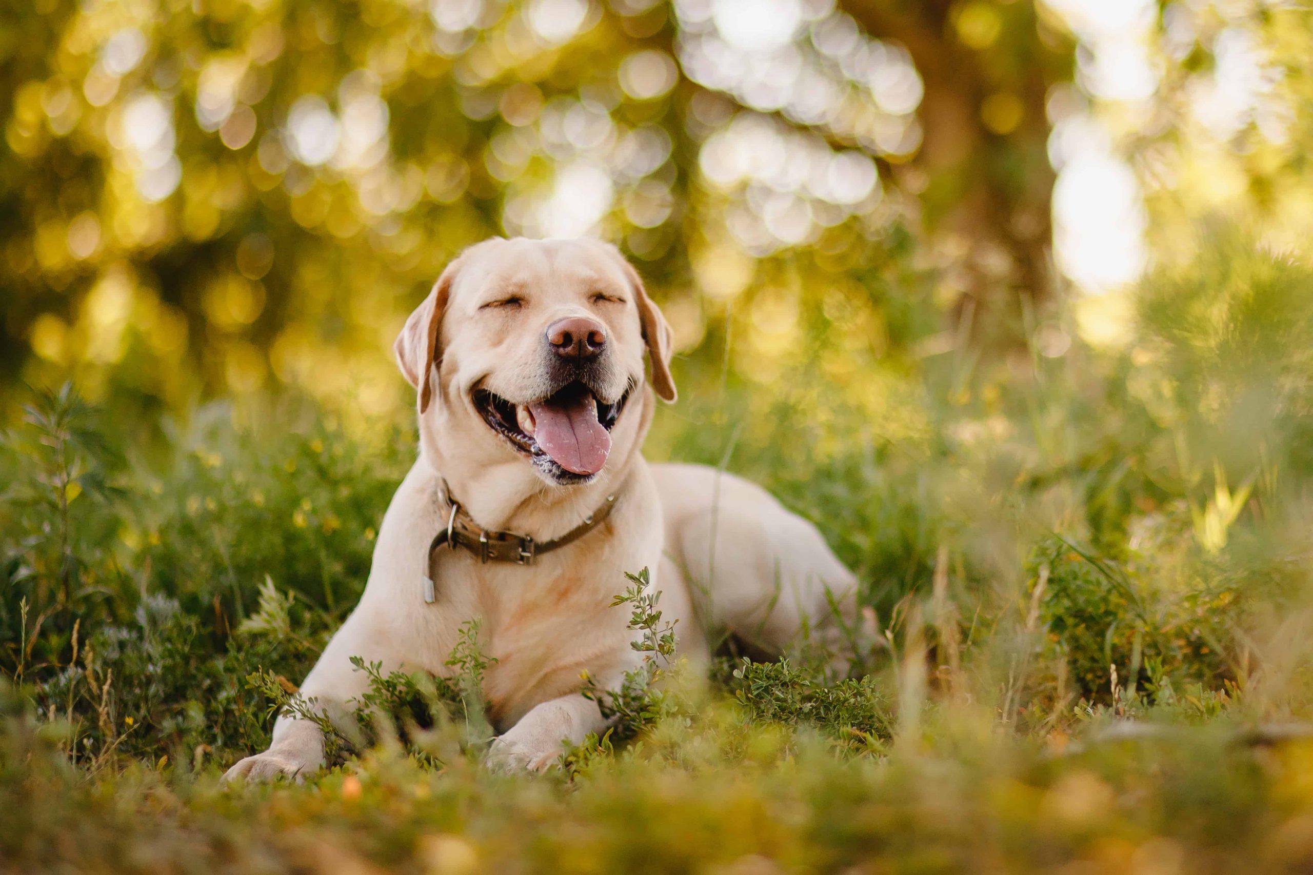 Labrador diseases and symptoms - smiling labrador