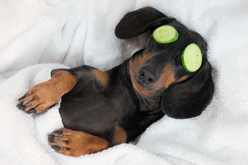 Are Dachshund good pets? - Dachshund dog sleeping