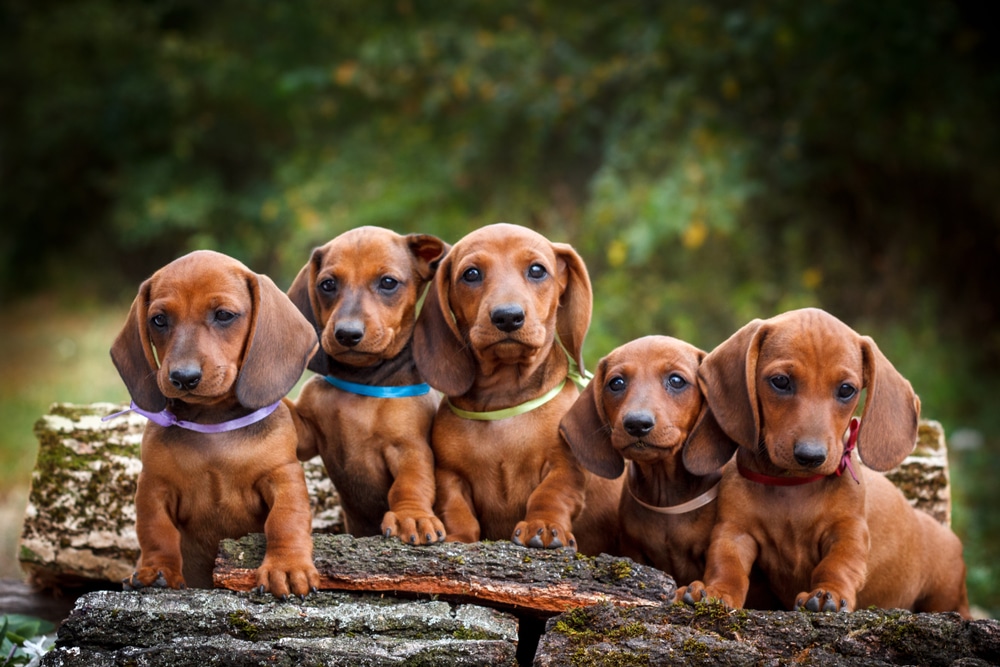 Pet Insurance For Dachshunds brown puppies
