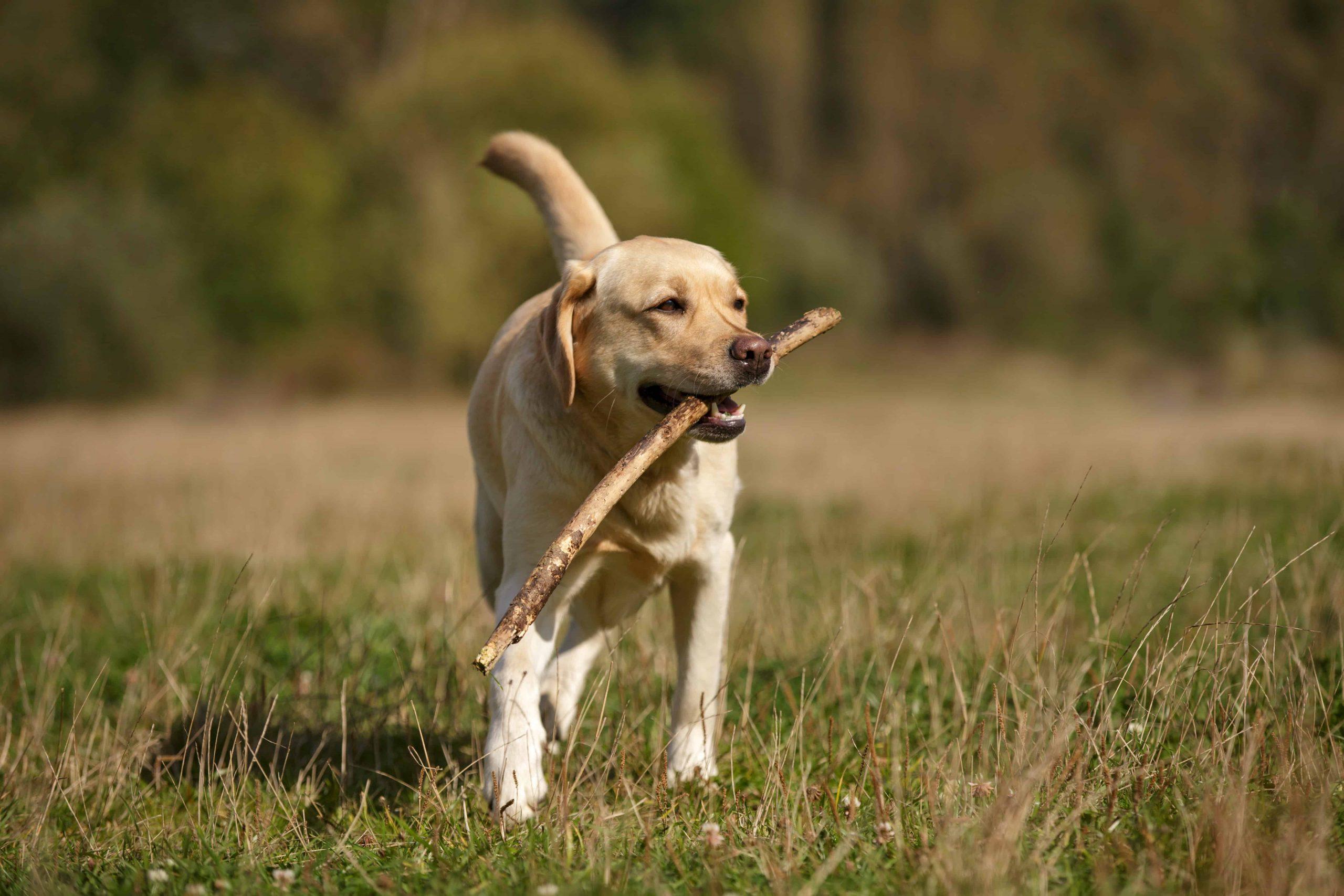 Labrador diseases and symptoms - dog catching wood