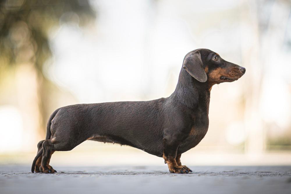 How to treat dachshund skin problems? - black dachshund dog